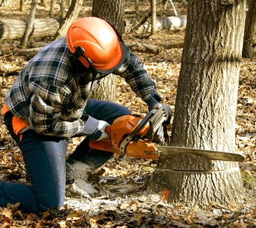 Tree Removal in San Antonio, FL